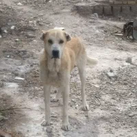 سگ خراسانی اصیل