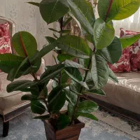 گلدان مصنوعی در حد نو