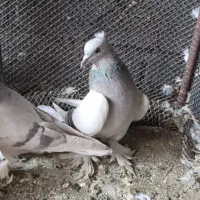 دم سفید|پرنده|بهبهان, |دیوار