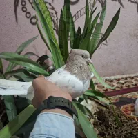 کبوتر کله|پرنده|فیروزآباد (فارس), |دیوار