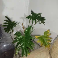 گل و گلدان|گل و گیاه طبیعی|تهران, مولوی|دیوار