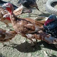 تعدادی بوقلمون بوربون و برنز