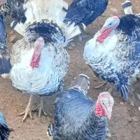 بوقلمون|حیوانات مزرعه|الشتر, |دیوار