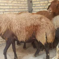 4تا میش ابستن هستن