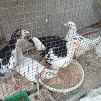 جوجه گلین و جوجه خروس و خروس محلی