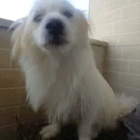 سگ بسیار مهربان حرف گوش کن|سگ|قشم, |دیوار