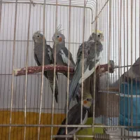 عروس هلندی