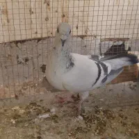 شامی گچی و سیاه کاشونی|پرنده|فولادشهر, مسکن مهر فولادشهر|دیوار