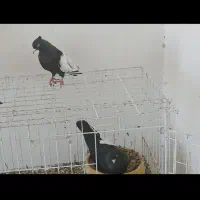 کبوتر رنگی|پرنده|شوشتر, |دیوار