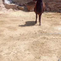 قورچ