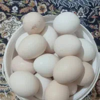 تخم مرغ محلی اصل نطفه دار