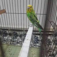 مرغ عشق ماده با وسایل و قفس
