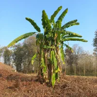 درخت موز|گل و گیاه طبیعی|تولم شهر, |دیوار