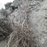 نهال انگور شرابی سردشت