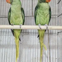 شاه طوطی گیرینچیک خورشیدی