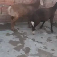 بر ماده چاق