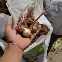 فروش پیاز زعفران زاوه قطب زعفران