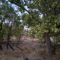 زمین-کشاورزی-باغ