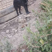 سگ قدرجونی نر|سگ|مبارکه, |دیوار