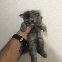 پرشین و اسکاتیش میکس