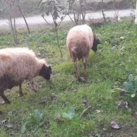 گوسفند|حیوانات مزرعه|اطاقور, |دیوار