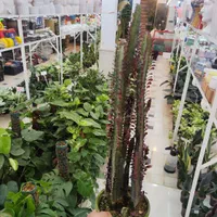 افوربیا تریگونا کاکتوس پتوس بن سای زاموفیلیا گندمی|گل و گیاه طبیعی|قم, نیروگاه|دیوار