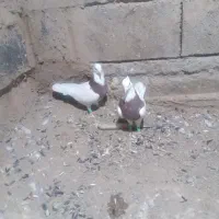 ۱۱۱۱