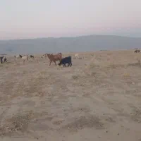 فروشی|حیوانات مزرعه|مرودشت, ثبت احوال|دیوار