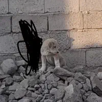 سگ عراقی واگذاری|سگ|مشگین شهر, |دیوار