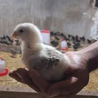 جوجه مرغ محلی سالم و سرحال|حیوانات مزرعه|جم, |دیوار