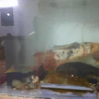 ماهی کوی ۲عدد|ماهی|مشهد, حجت|دیوار