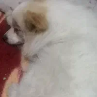 سپ پامر روباهی