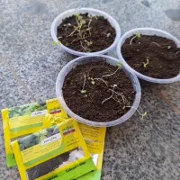 بذر ریحان سبز و بنفش و جعفری و خاک مناسب سبزی