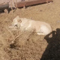 ماده گله ای