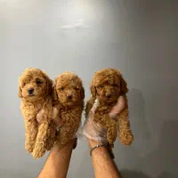 توله پودل / رنگ رد / توی پودل