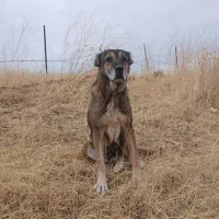 سگ سراب ماده ۵ ساله