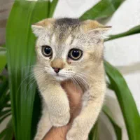 گربه اسکاتیش
