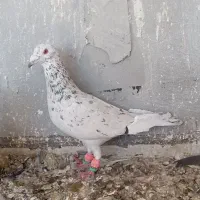 دوتا نر یه ماده