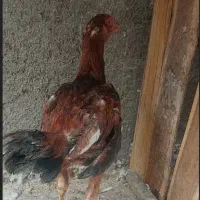 جوجه خروس لاری|حیوانات مزرعه|لنجان, |دیوار