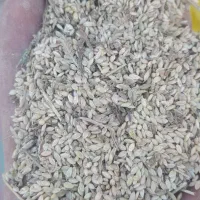 ضایعات بوجاری