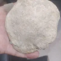 فسیل سنگ لاک پشت