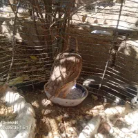 جوجه کب