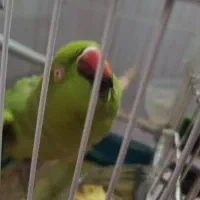 طوطی. ملنگو|پرنده|فولادشهر, مسکن مهر فولادشهر|دیوار