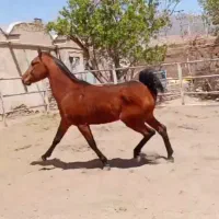 نریان 2سالو نیم کرد تاییده دار