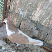 تخم کبوتر|پرنده|سبزوار, قصبه شرقی|دیوار