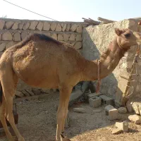 شتر ۲ سال|حیوانات مزرعه|مهران (هرمزگان), |دیوار