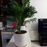 گل وگیاه طبیعی|گل و گیاه طبیعی|تهران, نازی‌آباد|دیوار