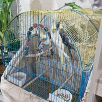 عروس هلندی|پرنده|امیدیه, |دیوار