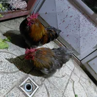 خروس کوشین جوان