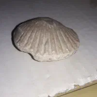 فُسیل صدف دریایی